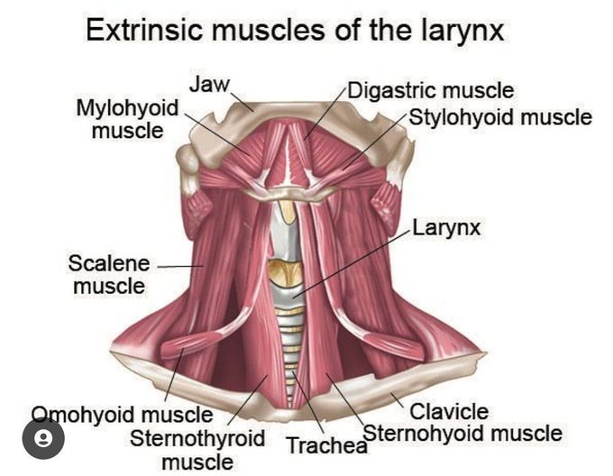 Extrinsic Muscles of the Larynx