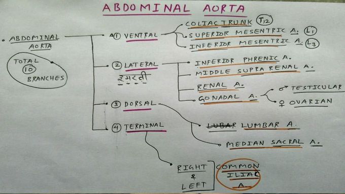 Abdominal Aorta all Branche's , PART - 1/10