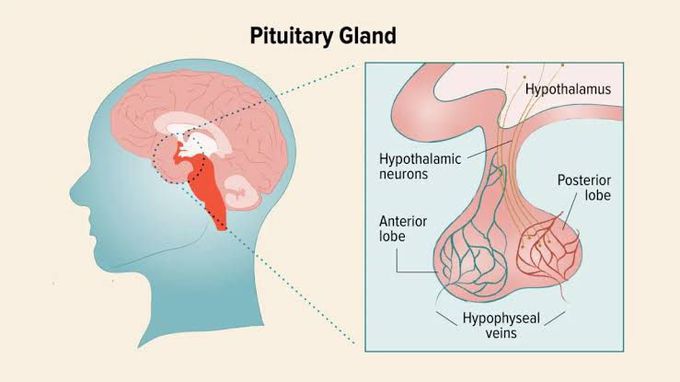 Disorders of pituitary gland