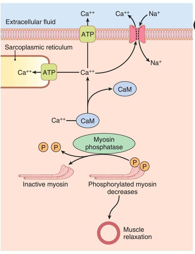 Relaxation of smooth muscle