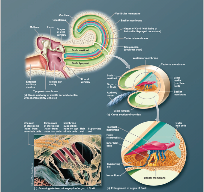 Middle ear and cochlea