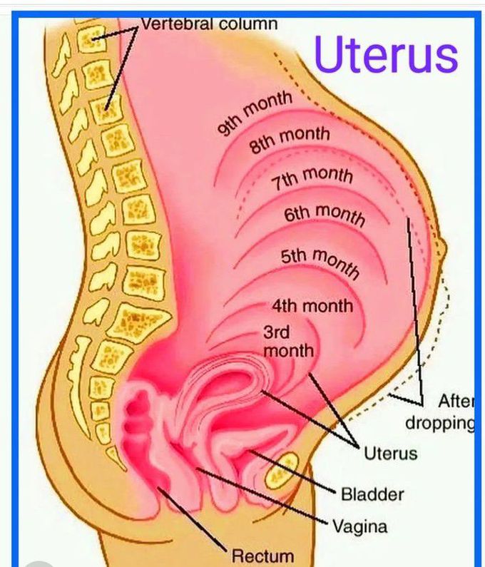 Uterus