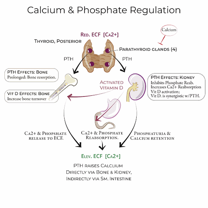 Calcium and phosphate Regulation