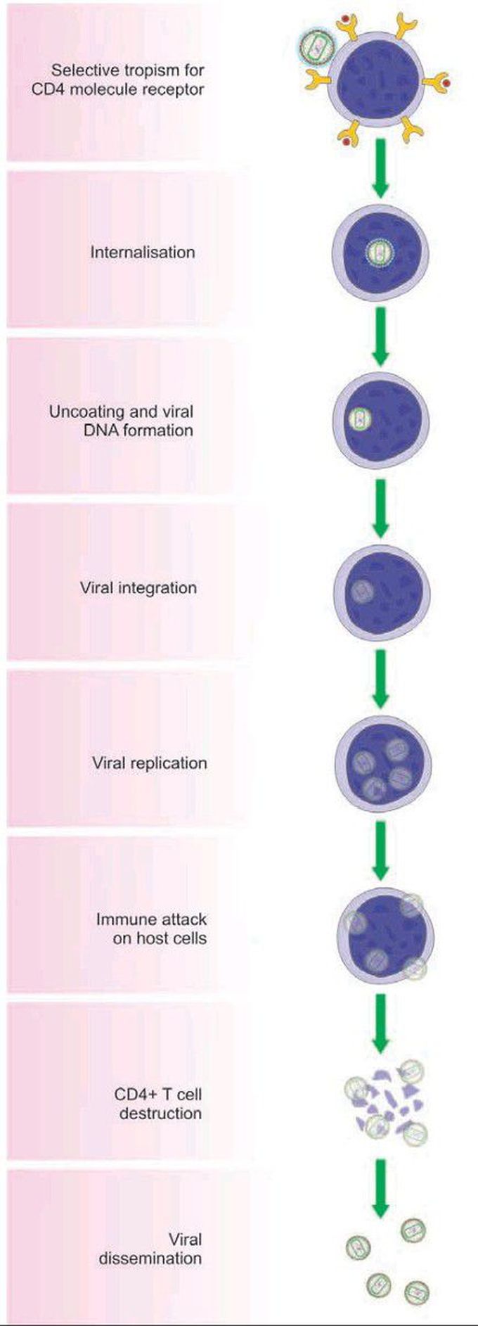 Hiv infection