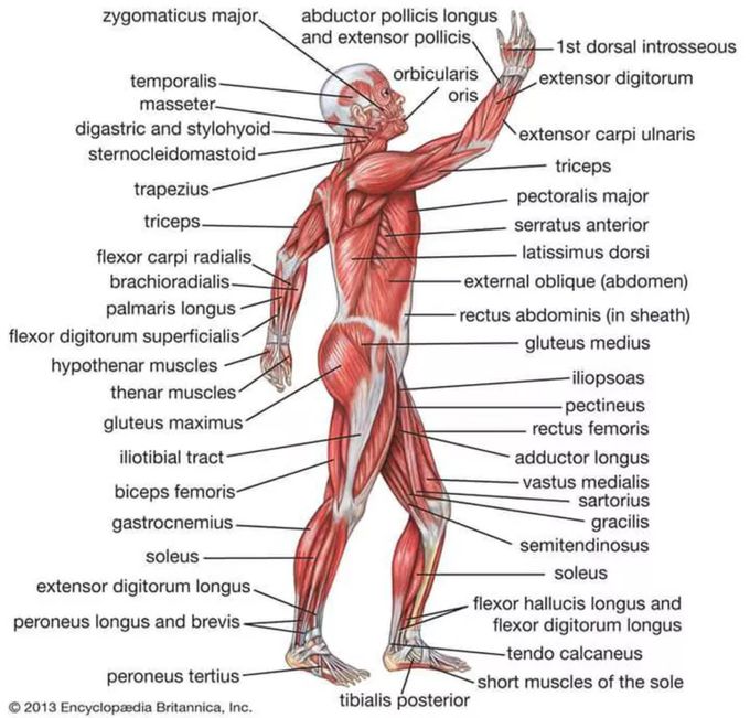 Some important muscle name's!!!