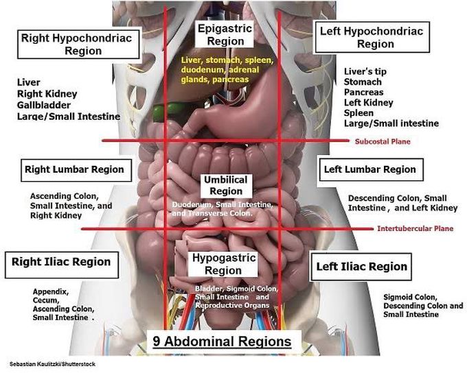 Abdominal regions