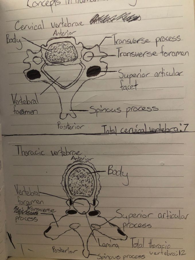 Cervical and Thoracic Vertebrae Diagrams