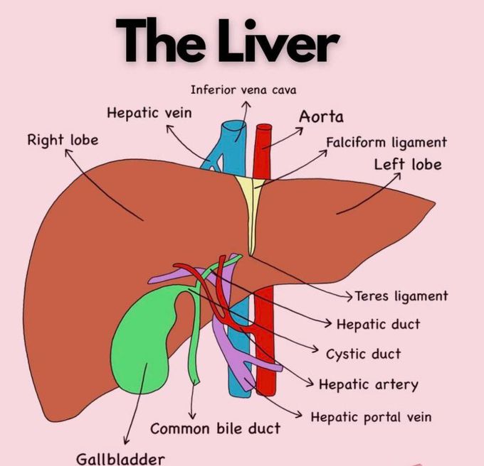 The Liver