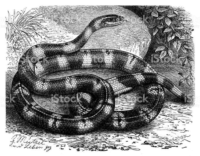 Identify the Snake if u can!