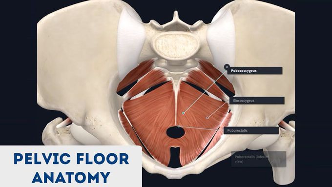 Pelvic Floor Anatomy (3D Anatomy Tutorial)