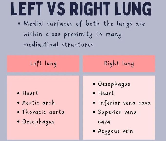 Lung Anatomy II