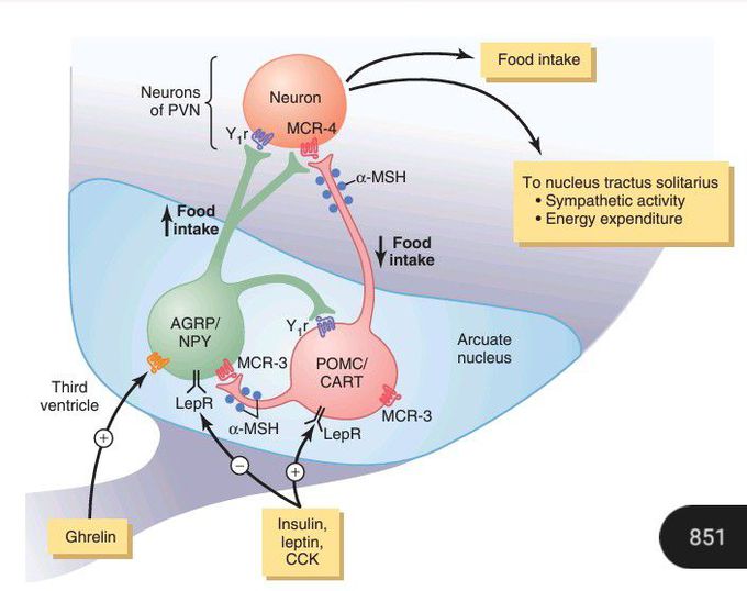 Neurons and Neurotransmitters in the Hypothalamus That Stimulate or Inhibit Feeding.