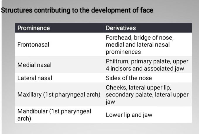 Facial Development