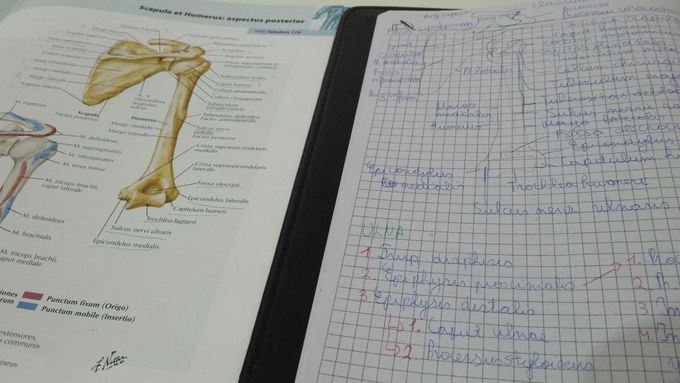 Preparing for my anatomy exam ..
