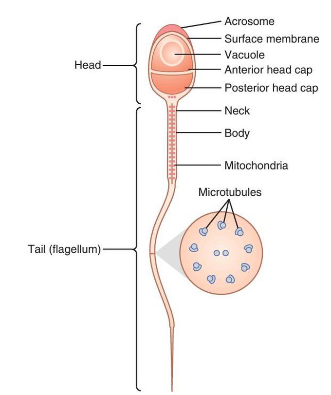 Human sperm