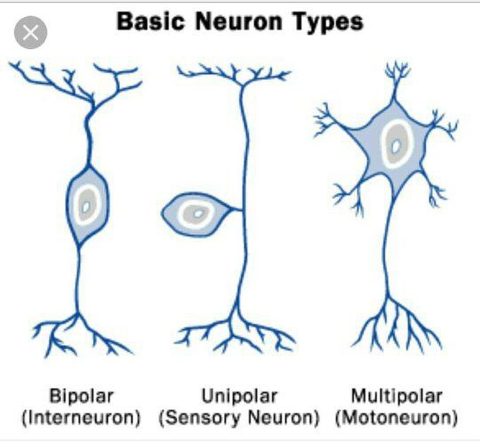 Types of Neurons