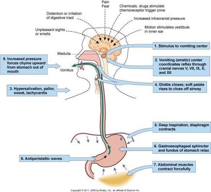 Vomiting Reflex