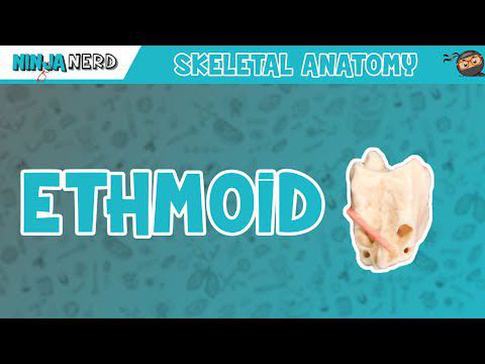 Ethmoid bone: Structural anatomy