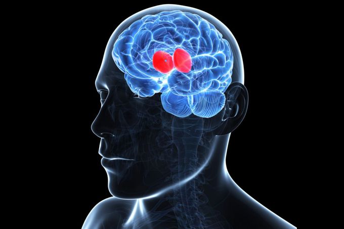The Thalamus
