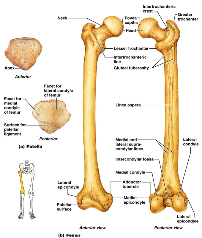 ANATOMY OF FEMUR MEDizzy