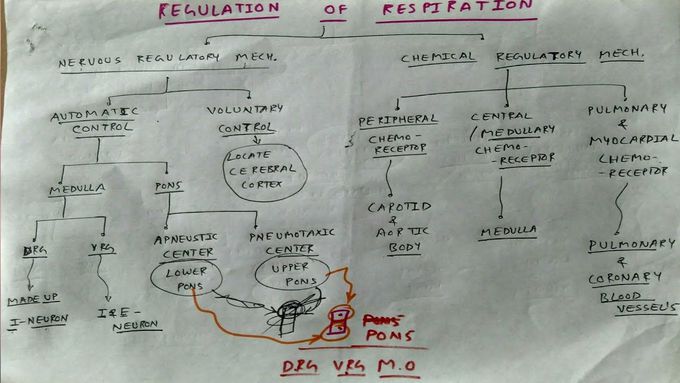 Regulation of respiration , PART - 1/3