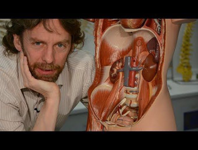 Spleen (anatomy)