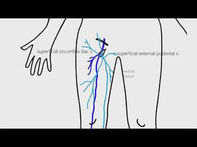 Introduction to the Lower Limb