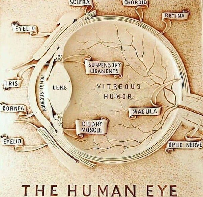 Structure of human eye.