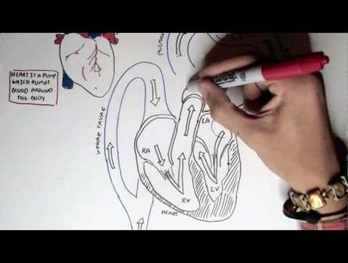 Action potential of cardiac myocytes part I