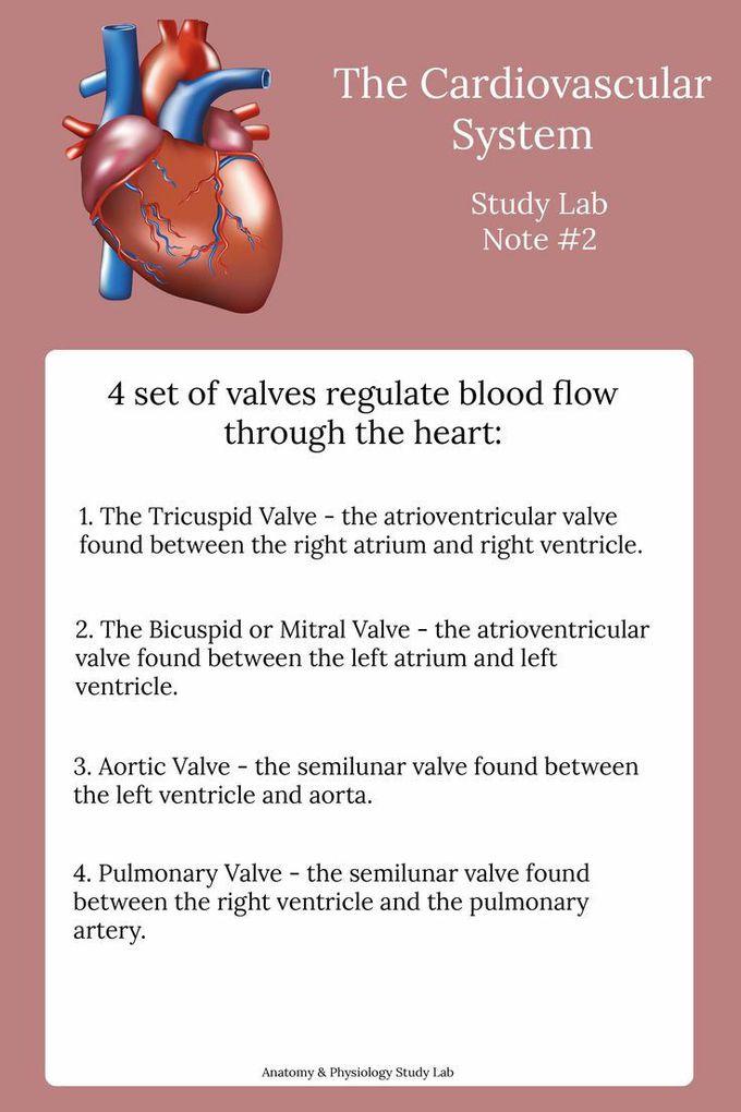 CARDIOVASCULAR SYSTEM