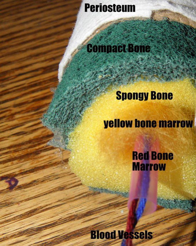 Bone overview study material ...