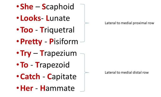 carpal bone mnemonic