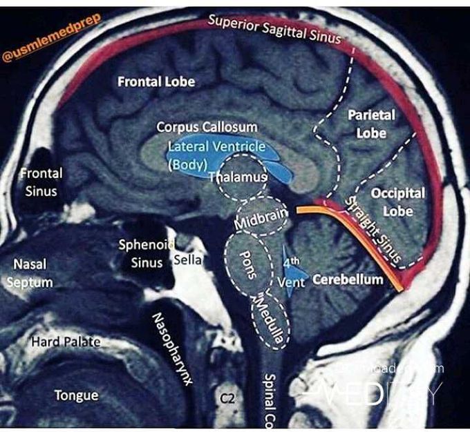 Brain anatomy