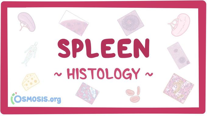 Spleen: Histology