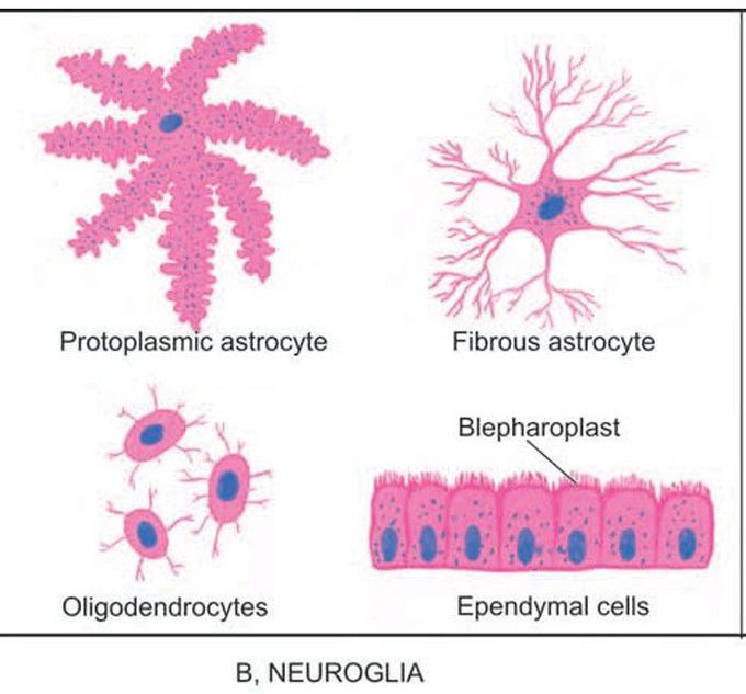 Cells comprising the nervous system