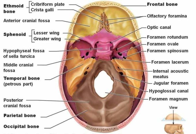 Cranial Foramina