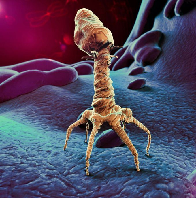 This is a picture of T4 Bactriophage via electron microscope.