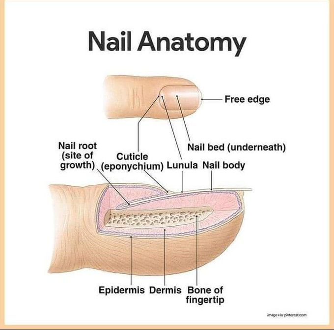 Nail Anatomy - MEDizzy