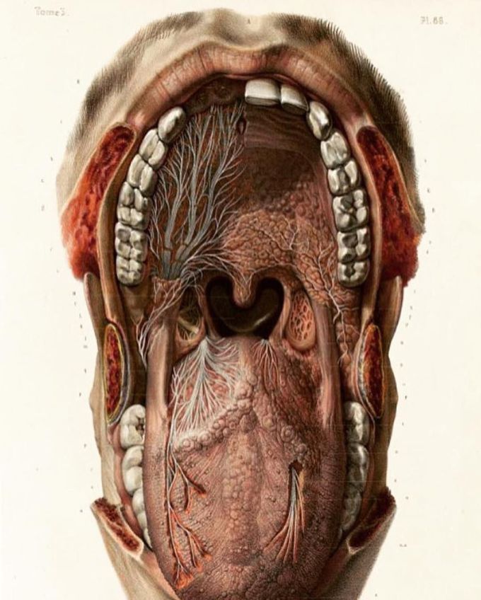 This medical illustration shows mouth, oropharynx, and oropharyngeal nerve