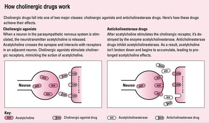 Mechanism of Action of Cholinergic Drugs