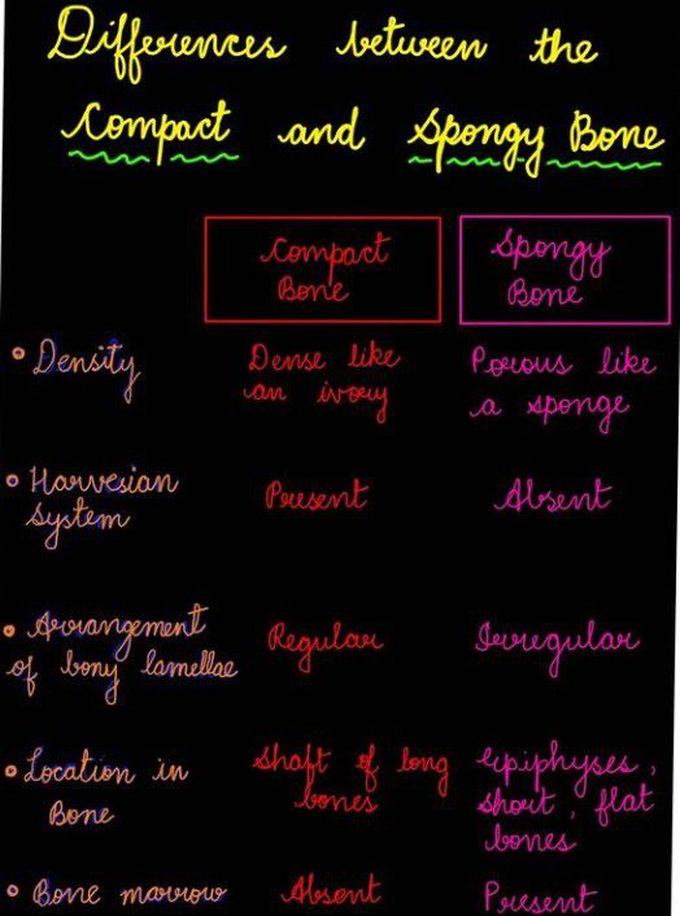 Compact vs spongy bone