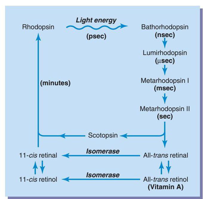 Rhodopsin-retinal visual cycle