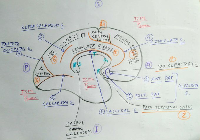 Cerebrum - Sulci and Gyri - Medial Surface