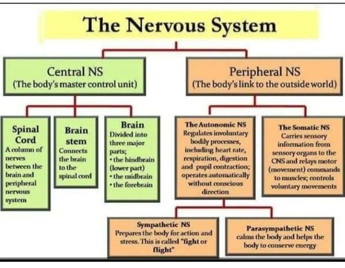 The Nervous System