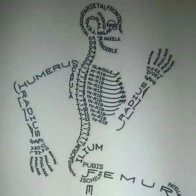 Bones of our body