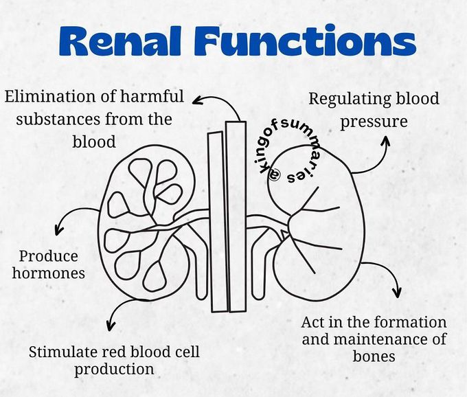 Renal Functions