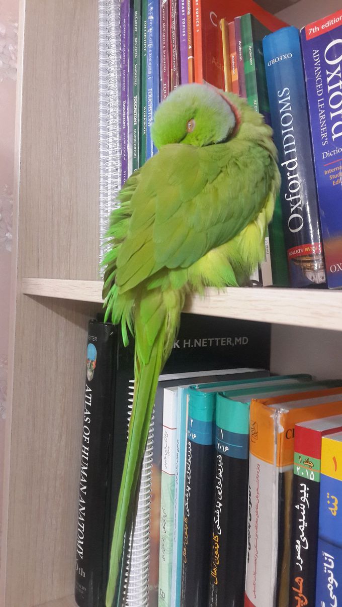 Do parrots like medbooks?🤔
