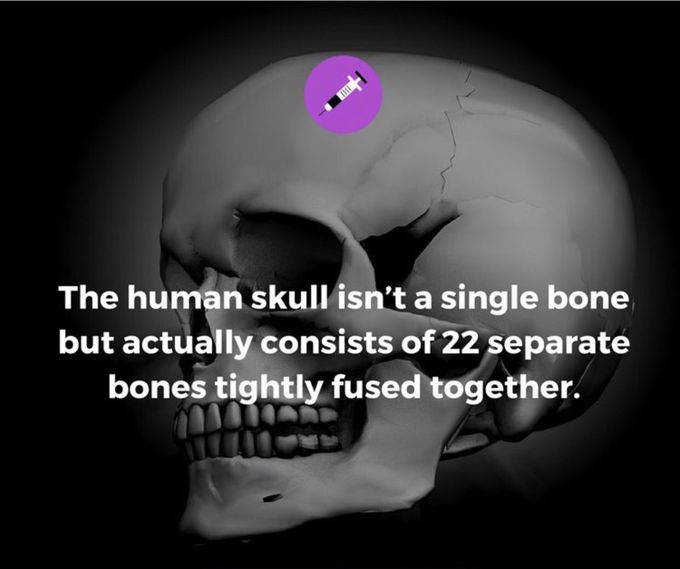 May be most of the peoples here know this but to remind that there are 22 different bone which make skull 🙌