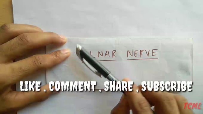 Ulnar Nerve ( Chart ) , PART - 1/3