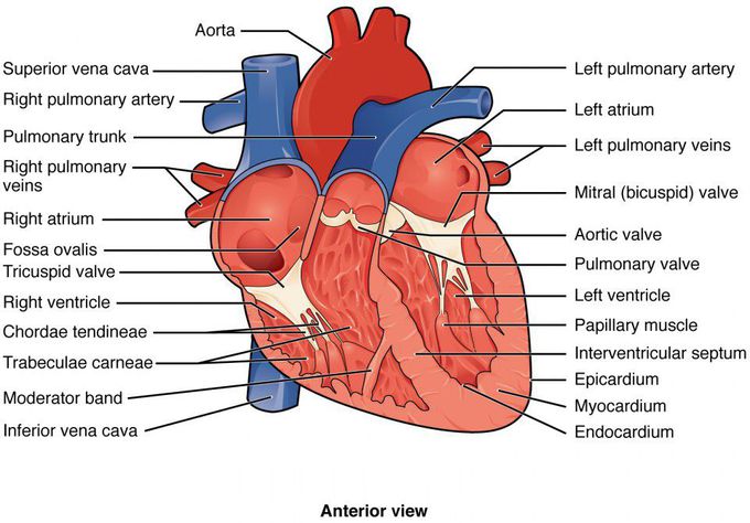 Heart anatomy , always good to review🤓